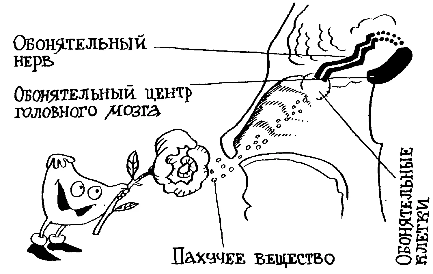 Обонятельные клетки человека не обладают высокой чувствительностью Они - фото 92