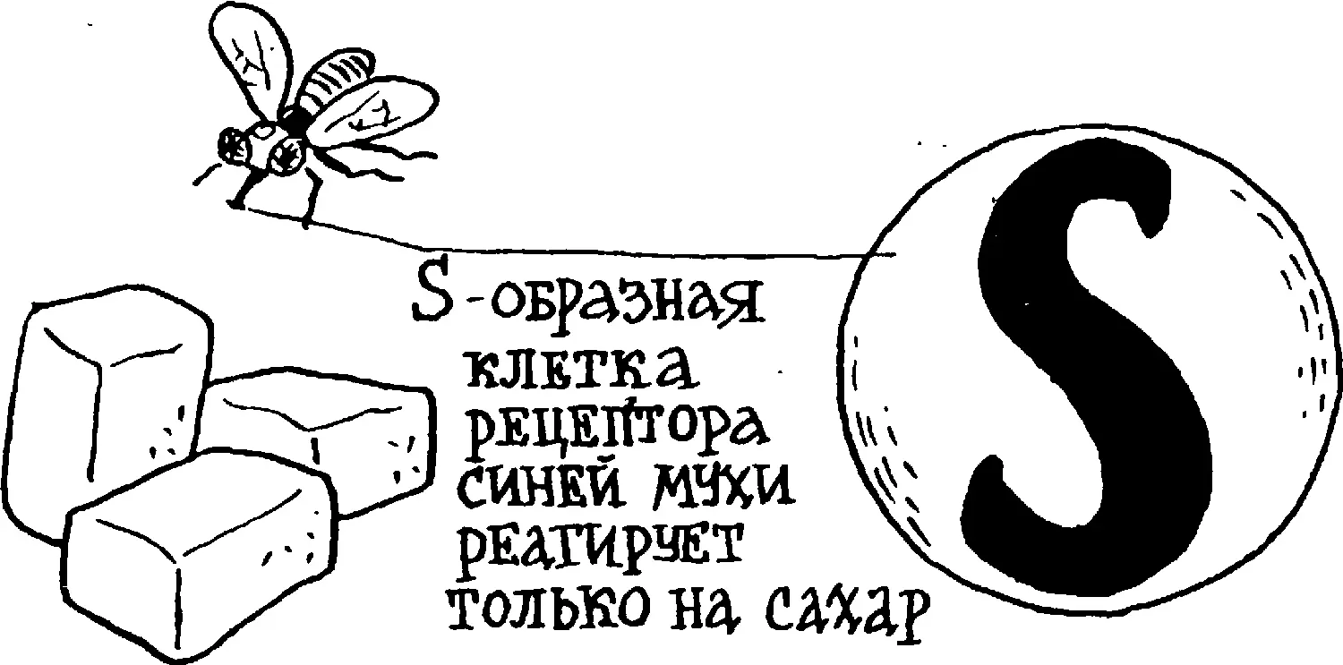 Сахарные рецепторы всех волосков хоботка посылают сигналы в пищевой центр и - фото 95