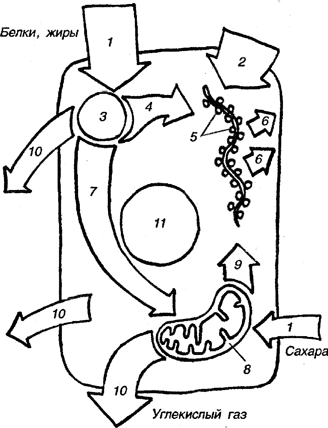 Обобщенная схема обмена веществ в клетке 1 поступление в клетку - фото 3