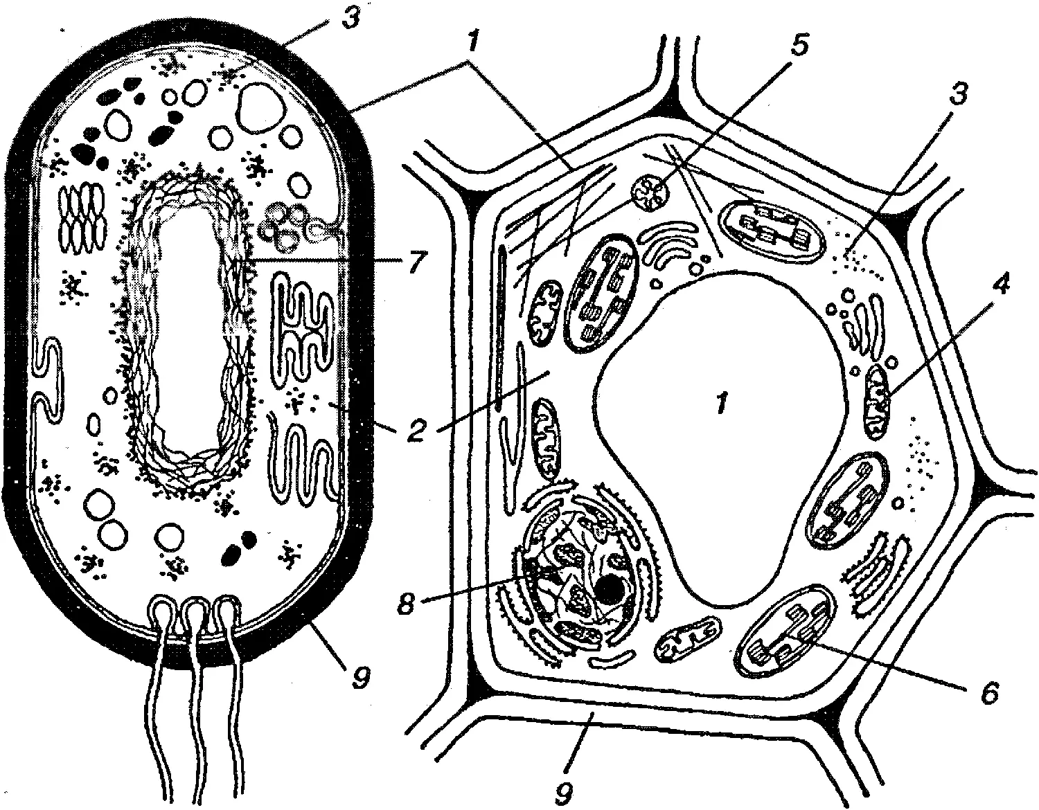 Схема строения клетки бактерий а и ядерных организмов б 1 клеточная - фото 4