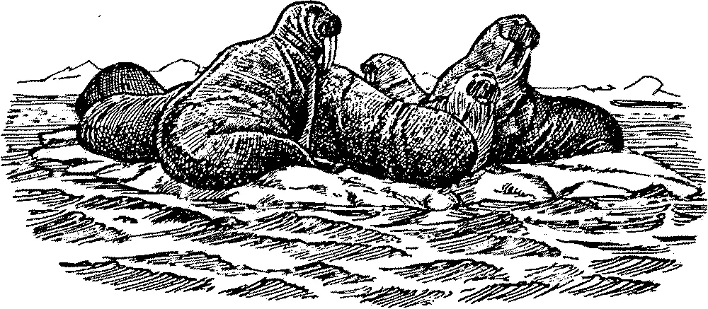 Моржи Как видно для моржей ловушки во льдах представляют собой угрозу как и - фото 114