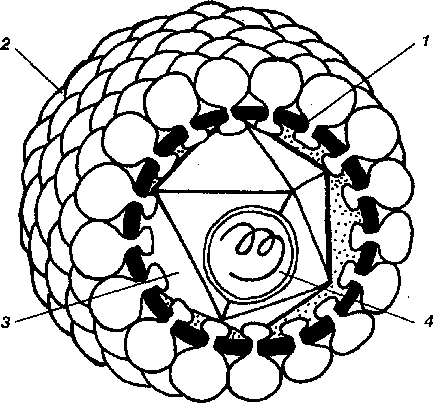 Схема строения вируса покрытого липидной мембраной оболочки частично - фото 6