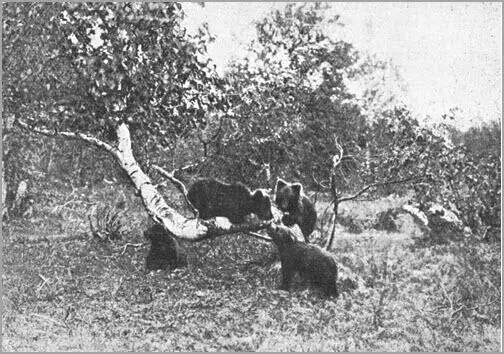 Весенний медвежий выводок Заснят охотникомфотографом в долине реки Даубихе - фото 19