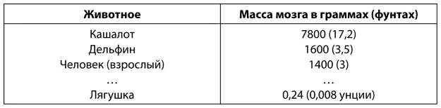 На самом деле интересно здесь другое отношение массы мозга к общей массе - фото 55