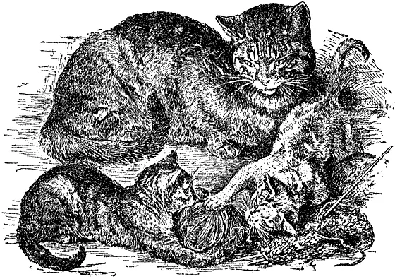Домашняя кошка Кошка по преимуществу горожанка кошек больше всего в крупных - фото 107