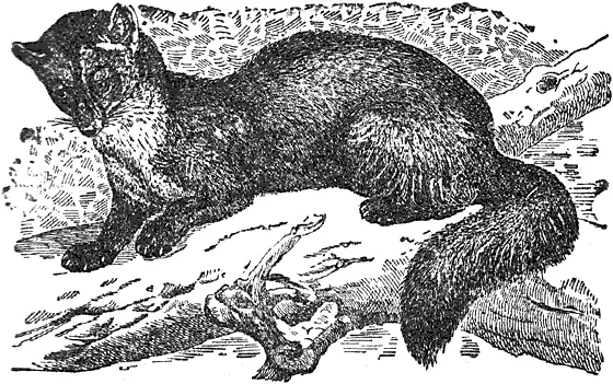 Обыкновенная или лесная куница Куница смелый хищник Ловит она мелких - фото 144