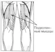 Чаще всего для растяжки подколенных мышц рекомендуют наклоны вперед Однако - фото 33