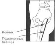 Чаще всего для растяжки подколенных мышц рекомендуют наклоны вперед Однако - фото 34