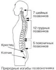 Выполняя это упражнение вы также научитесь контролировать каждый сегмент - фото 45