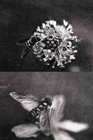 Еще иллюстрация для книги Животныевоители На обеих фотографиях не осы а - фото 128