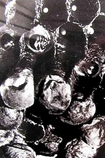 Часть соты с крышечками на запечатанных ячеях и открытыми ячеями в которых - фото 131