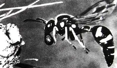 На фотографии изображен примерно тот же момент что и на рисунке на стр 116 - фото 84