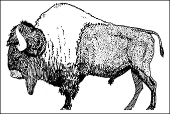 Рис 4 Bison antiquus живший на Великих равнинах непосредственно перед - фото 4