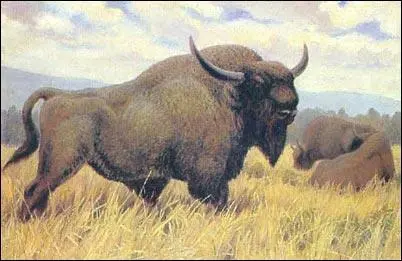 Самец Bison priscus Реконструкция акад К К Флёрова Самка Bison prisc us - фото 22
