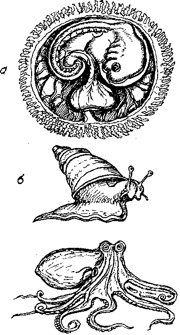 а эмбрион человека на ранней стадии развития б улитка в осьминог Тело - фото 86