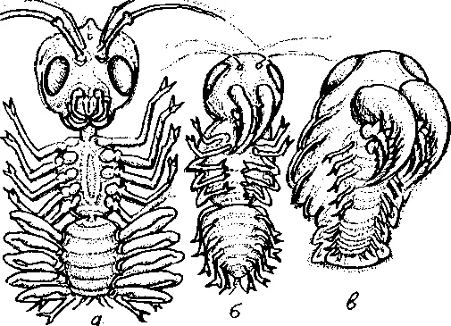 а гипотетический разумный предок членистоногих б инволюционная форма в - фото 87