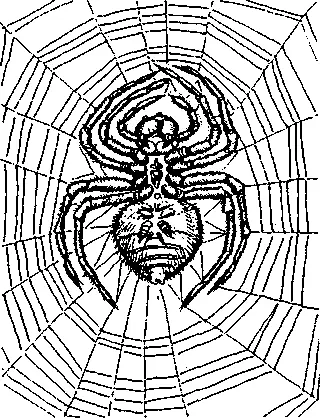 Паук Красивые сказки о крылатых многоруких людях до сих пор будят наше - фото 89