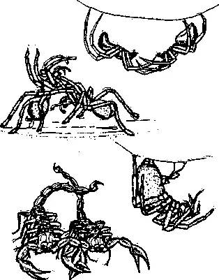 Соитие у пауков и скорпионов Беспорядочно метались и дико кричали обезьяны в - фото 90