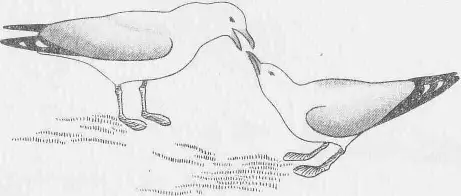 Рис 1 Самец серебристой чайки слева готовится кормить самку Раз или два в - фото 1