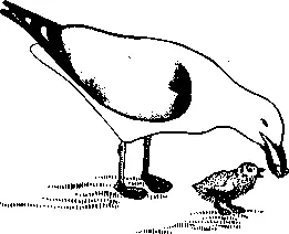 Рис 3 Серебристая чайка кормит птенца Другие взаимоотношения между - фото 3