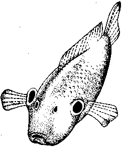 Рис 34 Фронтальная угрожающая демонстрация у Cychlasoma meeki слева и - фото 37