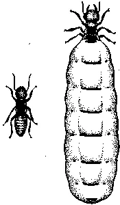 Рис 63 Царица справа и царь термитов Сообщества термитов хотя по - фото 67
