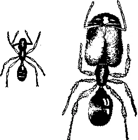 Рис 64 Рабочий муравей слева и солдат Рис 65 Рабочий термит слева и - фото 68