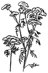 БОЛИГОЛОВ ОМЕГ ПЯТНИСТЫЙ Относится к семейству зонтичные Umbelliferae На - фото 10