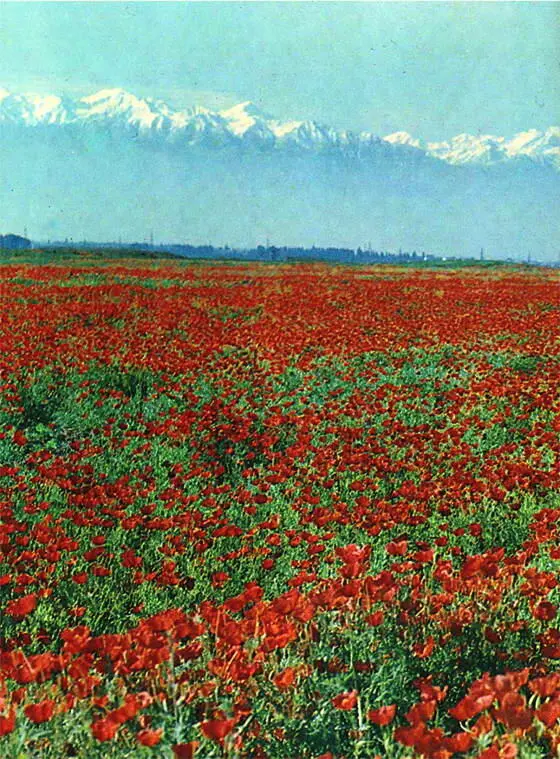 Насекомые и цветы - фото 12