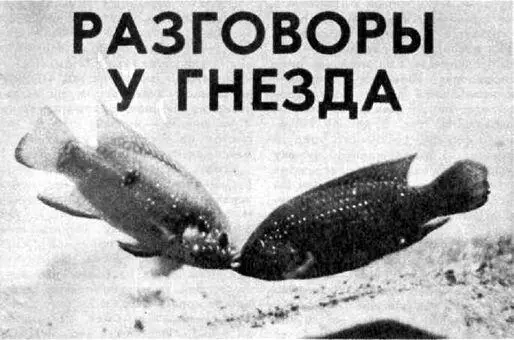 Этологов Н Тинбергена К Лоренца и др всегда интересовало поведение - фото 18