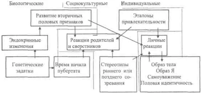 Схема 3 Гипотетически важные связи между пубертатными изменениями и - фото 6