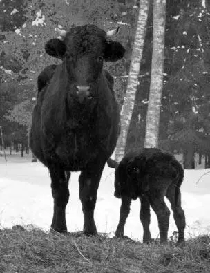 Рис 10 Мать с новорожденным родившимся в начале марта Как только теленок - фото 12