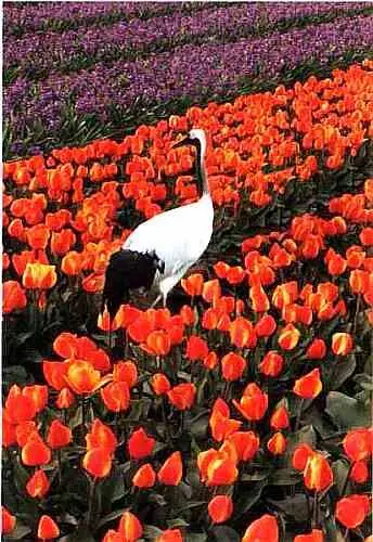 Тюльпаны и гиацинты Амстердам В Голландии много маленьких очаровательных - фото 21