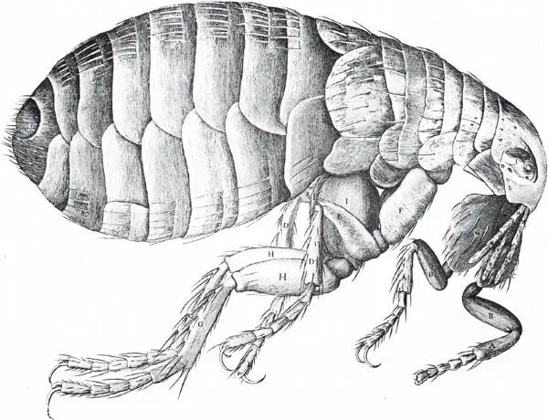 Pulex irritans Какойто из студиозусов показывает всем иллюстрацию из - фото 10