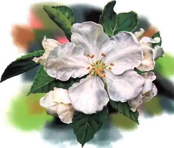 Цветок яблони Существуют сотни сортов тюльпанов Над чашелистиками по кругу - фото 8