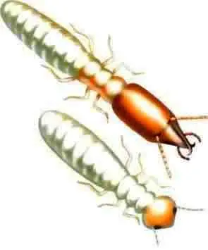 Термиты Раз есть скопления муравьев значит должны быть и их потребители - фото 43