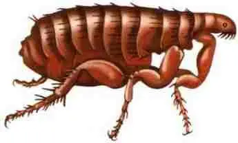 Блоха К неприятным домашним обитателям относятся и блохи Они бескрылы сжатое - фото 72