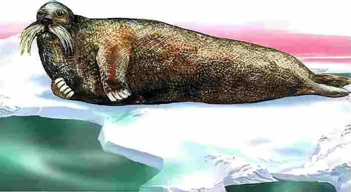 Морской котик Отряд ластоногие Длина до 2 м масса до 225 кг самки мельче - фото 81