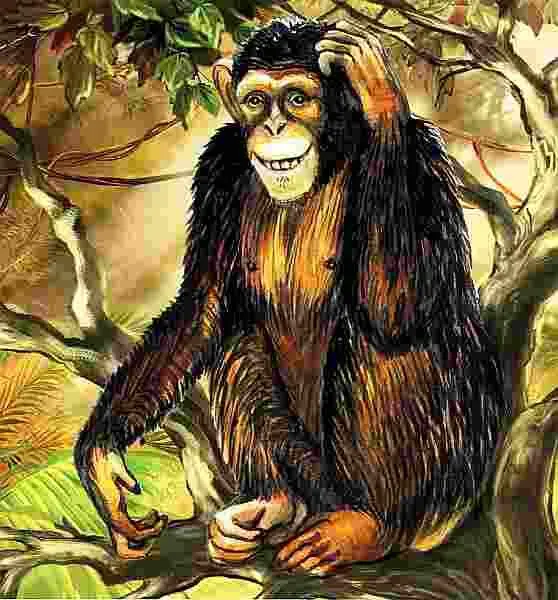 Отряд приматы Шимпанзе это наиболее близкий к людям вид человекообразных - фото 111