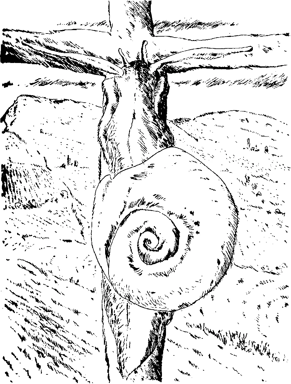 Aus dem Tagebuch einer Schnecke 1972 E Кацева E Михелевеч перевод на - фото 6