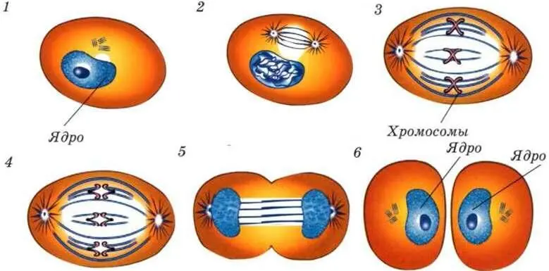 Схема деления клетки ДНК молекула с помощью которой в клетке записана - фото 4