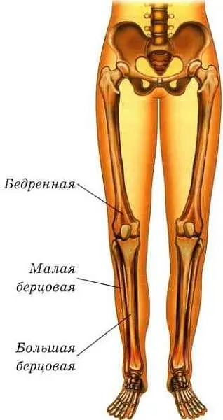 Кости таза и ног Кости таза и туловища Наиболее прочные части твоего - фото 12