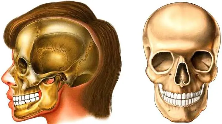 Кости черепа Кости черепа новорожденного Спереди расположены восемь резцов - фото 14
