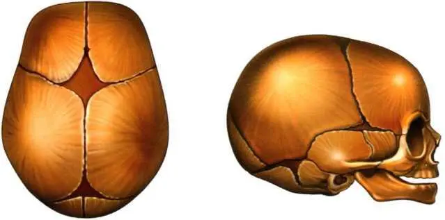 Кости черепа новорожденного Спереди расположены восемь резцов четыре на - фото 15