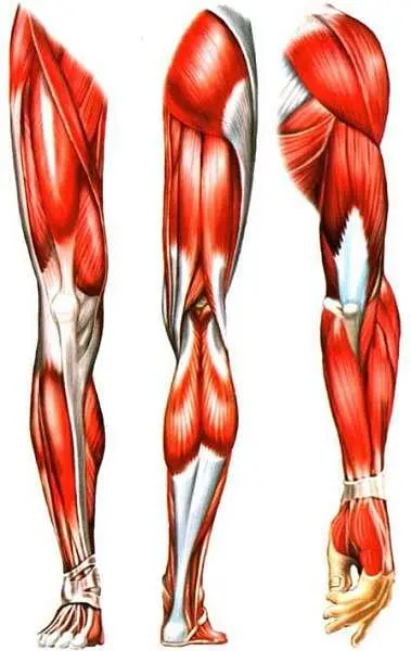 Мышцы рук и ног Если мускулы получат слишком много сигналов они сократятся - фото 28