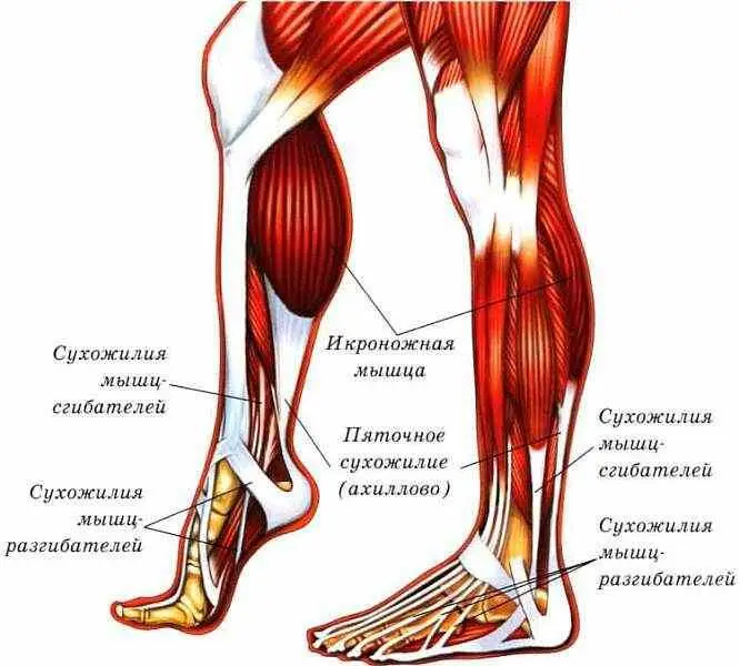 Как работают мышцы Сигналы по нерву проходят к мышце Некоторые считают что - фото 29