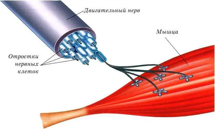 Сигналы по нерву проходят к мышце Некоторые считают что крепкие мускулы нужны - фото 30