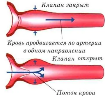 Кровь продвигается по артерии в одном направлении Сердечные клапаны В - фото 32