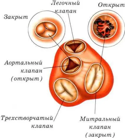 Сердечные клапаны В сердце находится несколько разных отделовкамер Всего их - фото 33