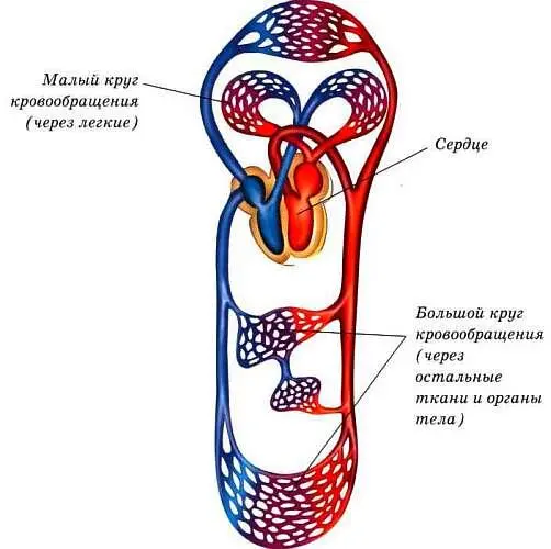 Схема кровообращения Гарвей доказал что в теле человека существуют два круга - фото 38